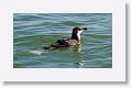 Prior to Winter 2012, there have only been 14 recorded sightings of Razorbills in Florida