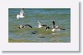 As the Razorbills started working the shallows, other shorebirds joined in