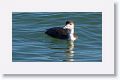 We briefly saw a Loon fishing near the City Pier as well