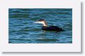 We briefly saw a Loon fishing near the City Pier as well