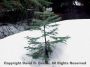 BabyTree