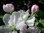 PinkCactusFlower