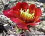 RedCactusFlower