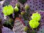 YellowCactusFlower