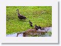 Pacific  Black Ducks.