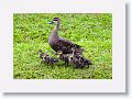 Pacific  Black Ducks.