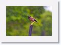 Common Myna.