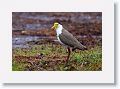 Masked Lapwing.