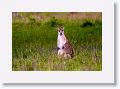 Agile Wallaby.