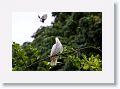 Sulphur-crested Cockatoo being mobbed by a Willy Wagtail.