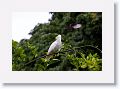 Sulphur-crested Cockatoo being mobbed by a Willy Wagtail.