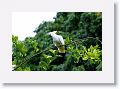 Sulphur-crested Cockatoo.