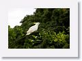Sulphur-crested Cockatoo.