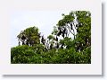 Flying foxes roost at the Cairns public library in large numbers.