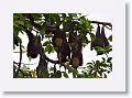 Spectacled Flying Foxes.