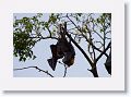 Spectacled Flying Fox.