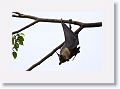 Spectacled Flying Fox.