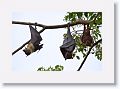 Spectacled Flying Foxes with a Little Red Flying Fox.