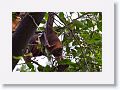 Little Red Flying Fox.