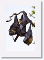 Spectacled Flying Foxes.