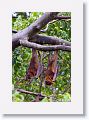 Little Red Flying Foxes.