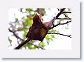 Little Red Flying Fox.