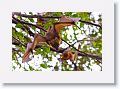 Little Red Flying Foxes.