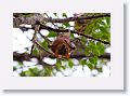 Little Red Flying Fox.