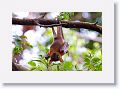 Little Red Flying Fox.