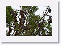 Flying Foxes.