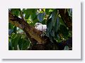 Pied Imperial-pigeon.