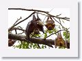 Spectacled Flying Fox with Baby next to Little Red Flying Foxes.