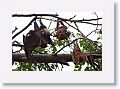 Spectacled Flying Fox with Baby next to Little Red Flying Foxes.