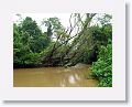 A boat trip on the Daintree river. Rain was our nearly constant companion for our entire Australian adventure.