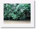 Daintree River.