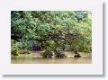 Daintree River.