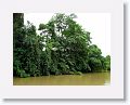 Daintree River.