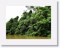 Daintree River.