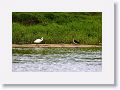 Little Egret and Little Pied Cormorant.