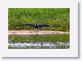 Little Pied Cormorant.