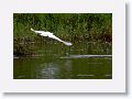 Little Egret.