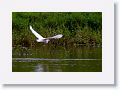 Little Egret.