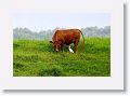Cattle Egret.