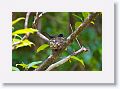 Male Shining Flycatcher.