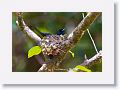 Male Shining Flycatcher.