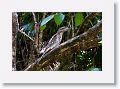Papuan Frogmouth.