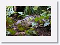 Saltwater Crocodile on the Daintree River.