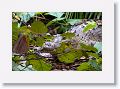 Saltwater Crocodile on the Daintree River.