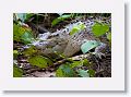 Saltwater Crocodile on the Daintree River.