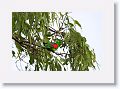 Red-winged Parrot.